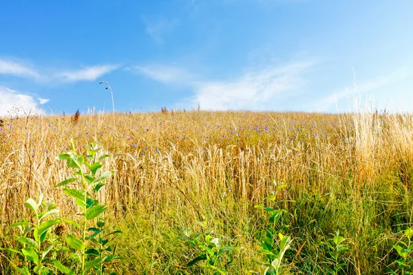 Пшениця і блакитне небо — стокове фото