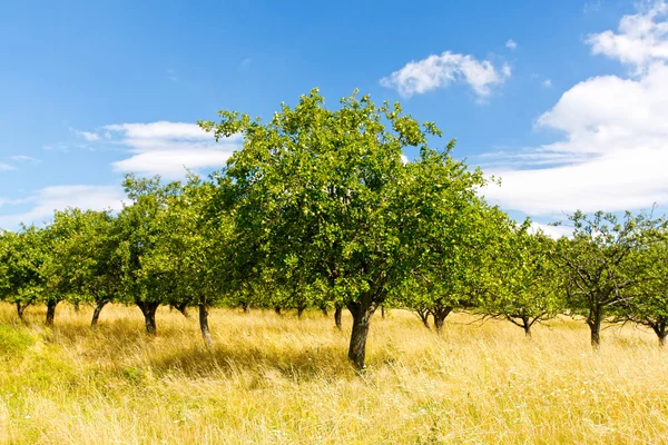 Appelboomgaard in de zomer — Stockfoto