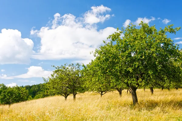 Apple orchard in the mountain — Stock Photo, Image