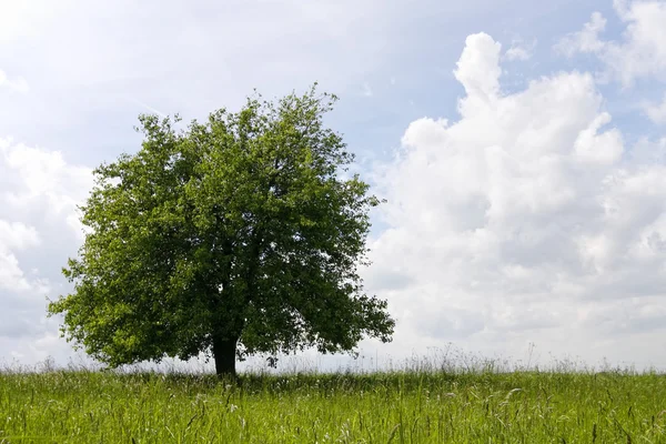 Зелене дерево в полі на блакитному небі — стокове фото