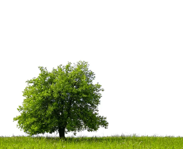 Pear tree on green field — Stock Photo, Image