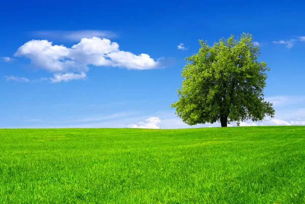 Grüner Baum auf einem Feld am blauen Himmel — Stockfoto