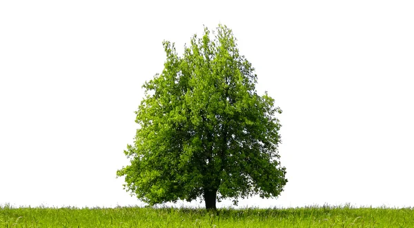 Árvore verde, isolada — Fotografia de Stock