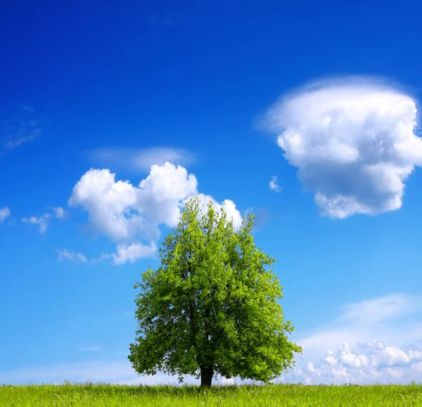Strom na poli na modré obloze — Stock fotografie