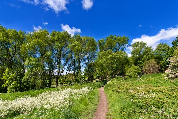 Pathway in spring park — Stock Photo, Image
