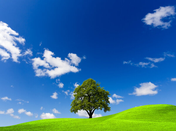 Tree on green field