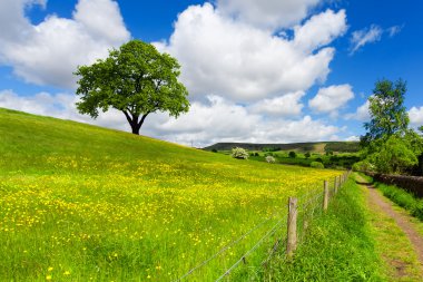 Tree on spring field clipart