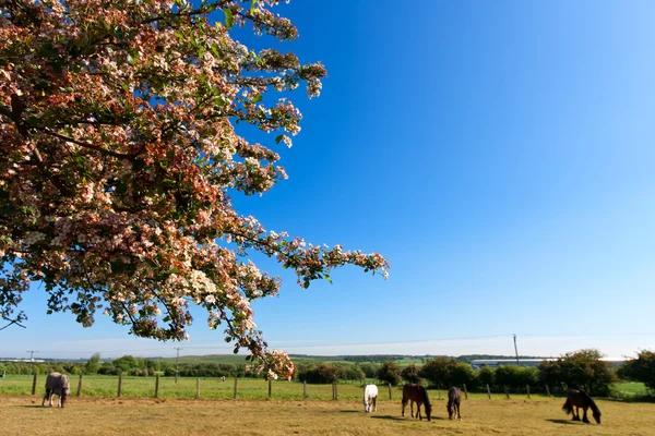 Cavalos no campo e árvore florescente — Fotografia de Stock