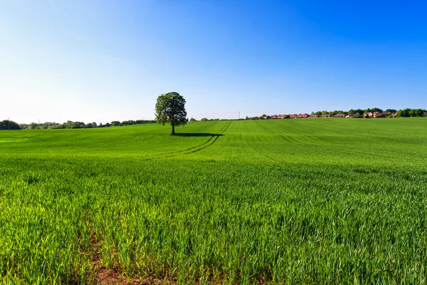 Дуб на пшеничном поле — стоковое фото