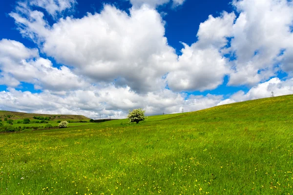 Gebied van gras en bewolkte hemel — Stockfoto