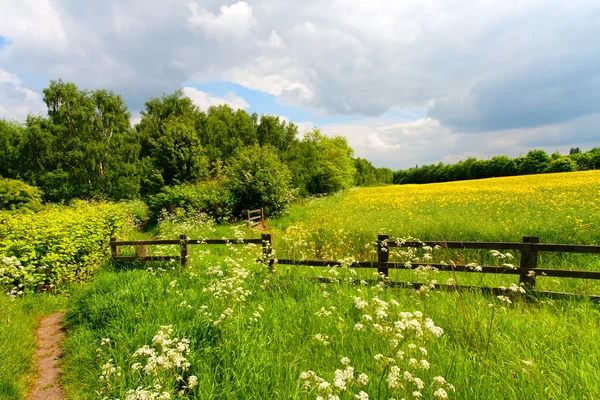 Green grass field landscape — Stock Photo, Image
