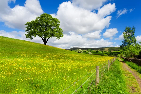 Boom op lente veld — Stockfoto