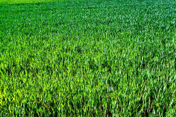 Зеленое пшеничное поле — стоковое фото