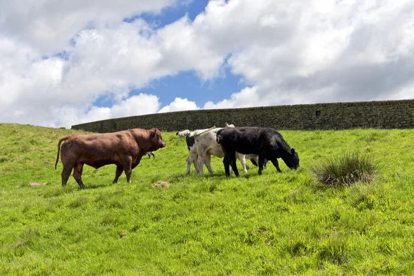 Stieren boerderij — Stockfoto