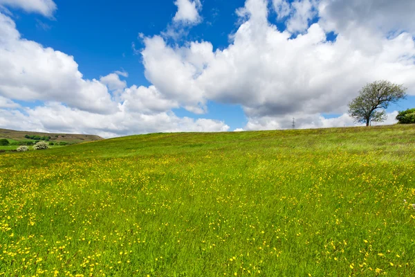Зеленый луг и облачное небо — стоковое фото