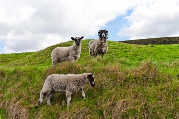 Yeşil tarlada koyunlar — Stok fotoğraf