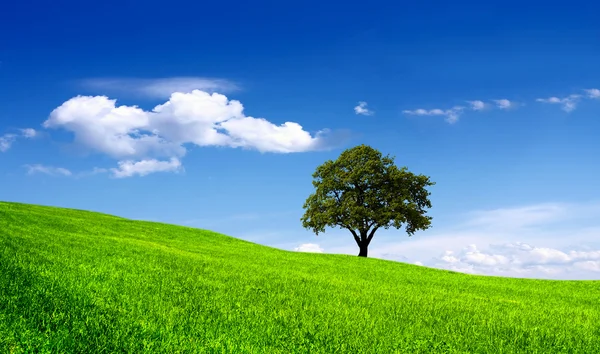 Grüner Baum auf einem Feld am blauen Himmel — Stockfoto