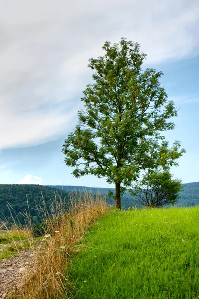 Árvore cinza — Fotografia de Stock