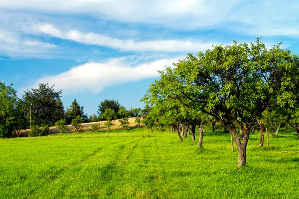 Яблочный сад на голубом небе — стоковое фото