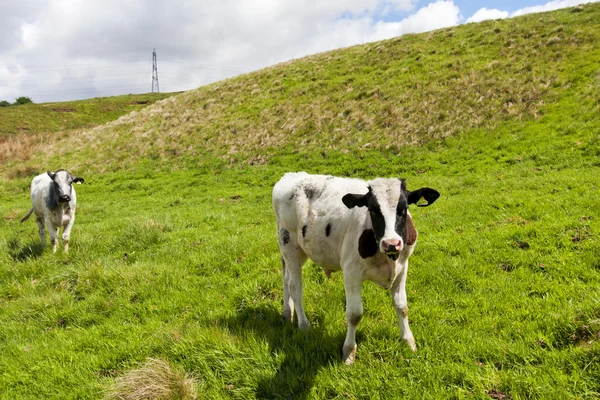 Stieren boerderij — Stockfoto