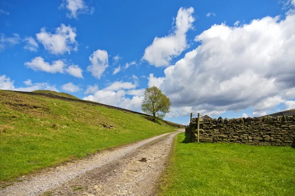 De Engelse boom stand-alone op het platteland — Stockfoto