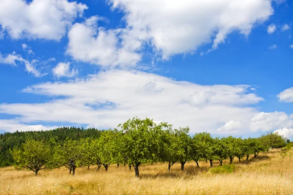 Appelboomgaard op blauwe hemel — Stockfoto