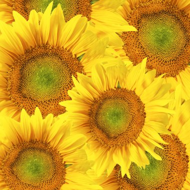 Sunflower background clipart