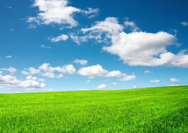 Зелена трава і блакитне небо — стокове фото
