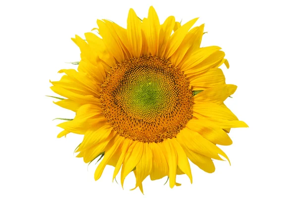 Гарний жовтий соняшника — стокове фото