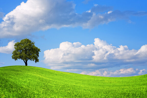 Green field landscape