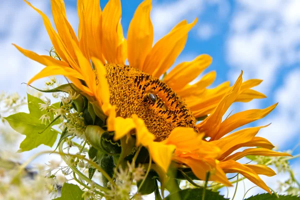 Fantastic sunflower — Stock Photo, Image