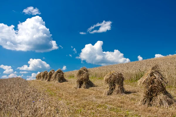 Búza mező és kék ég — Stock Fotó