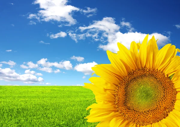 Gele zonnebloem op groen veld — Stockfoto