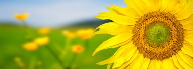 Sunflower banner clipart