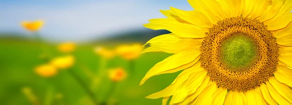 Sonnenblumenbanner — Stockfoto