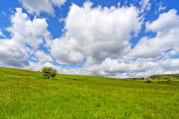 Πράσινο λιβάδι και συννεφιασμένο ουρανό — Φωτογραφία Αρχείου