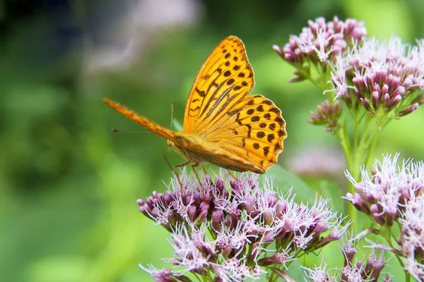 stock image Butterfly