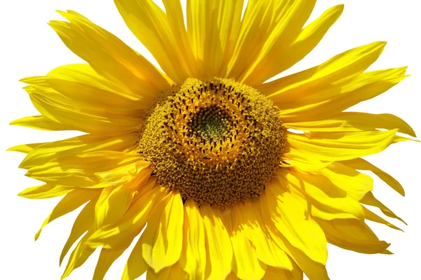Sonnenblume isoliert — Stockfoto