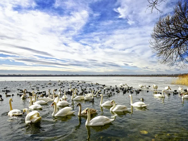 Lago dos Cisnes — Fotografia de Stock
