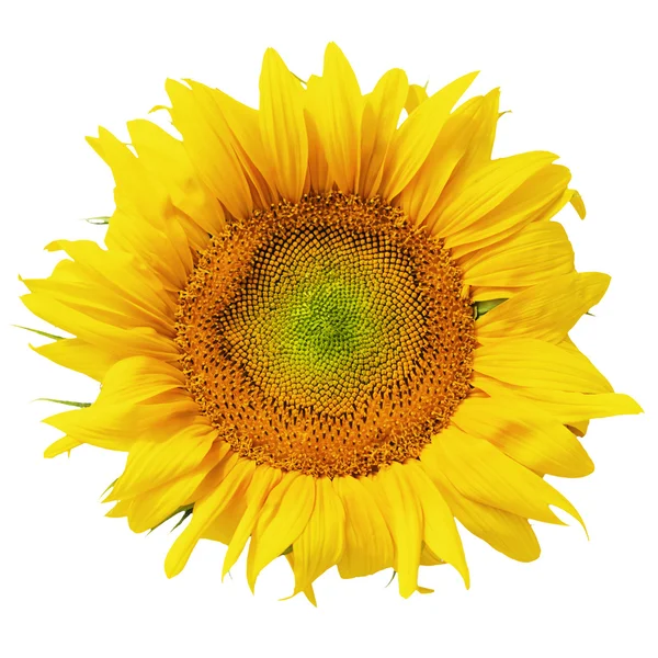 Sunflower on white background — Stock Photo, Image