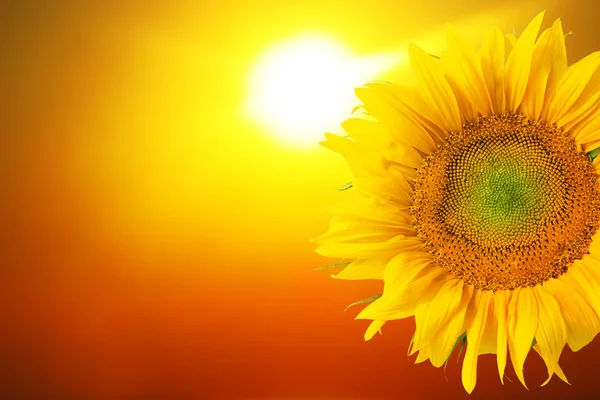 阳光灿烂的向日葵 — 图库照片