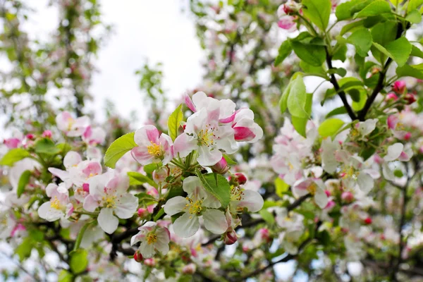 Flor de primavera —  Fotos de Stock