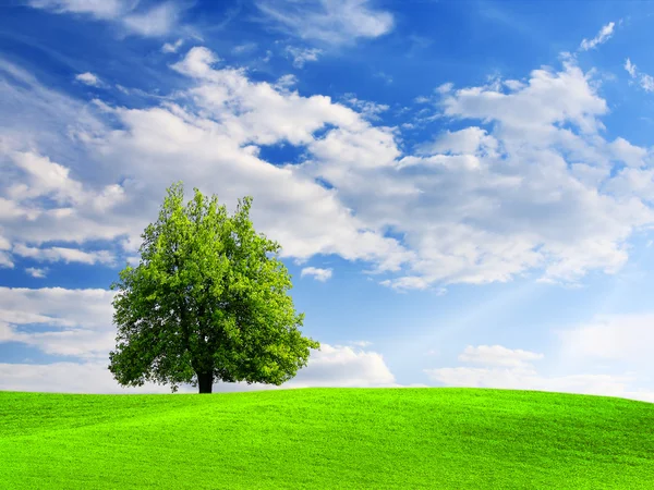 Träd på gröna fält och blå himmel — Stockfoto