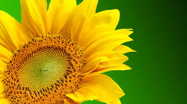 Sunflower on green background — Stock Photo, Image