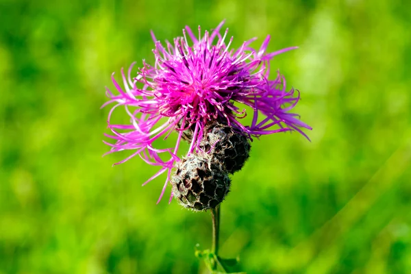 Flor de verano en prado verde — Foto de Stock