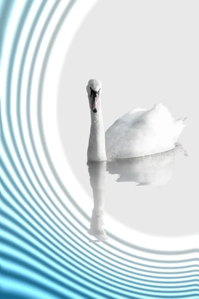 Un cisne — Foto de Stock