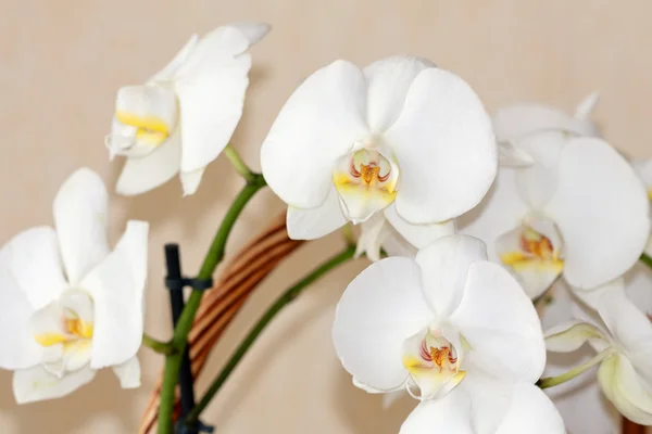Flores brancas bonitas do orchid — Fotografia de Stock