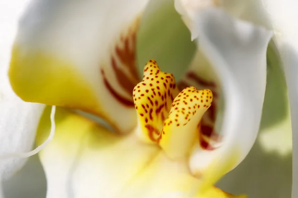 Orchidée blanche, macro — Photo