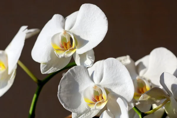 美しい白蘭 — ストック写真