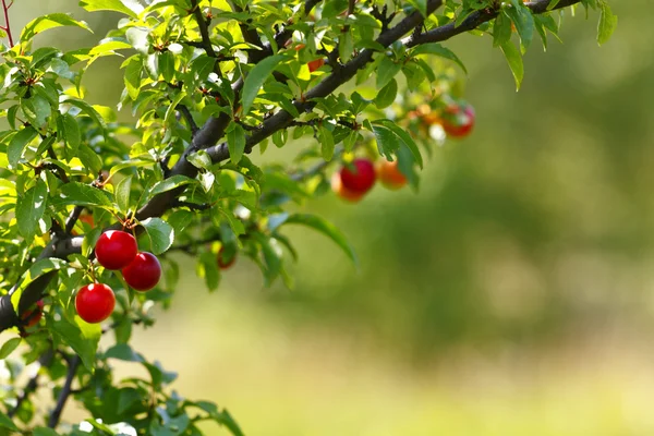 Rote Pflaumen im Obstgarten — Stockfoto